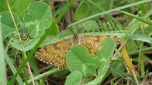 Attēlu rezultāti vaicājumam “Ematurga atomaria male”