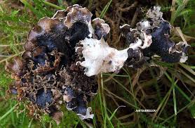 Attēlu rezultāti vaicājumam “Cetrelia olivetorum”