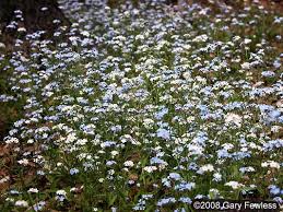 Attēlu rezultāti vaicājumam “Myosotis sylvatica leaf”