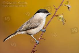 Attēlu rezultāti vaicājumam “Poecile palustris adult”