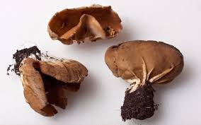 Attēlu rezultāti vaicājumam “Helvella acetabulum”