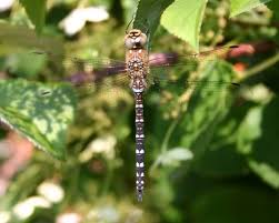 Attēlu rezultāti vaicājumam “Aeshna mixta female”