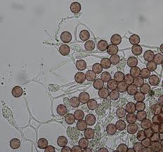 Attēlu rezultāti vaicājumam “Physarum album stalked”