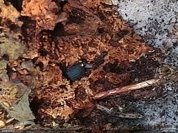 Attēlu rezultāti vaicājumam “Bolitophagus reticulatus imago”