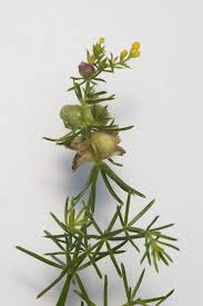 Attēlu rezultāti vaicājumam “Geocrypta galii”