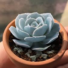 Attēlu rezultāti vaicājumam “Retinia resinella exuvia”