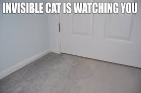 Image result for invisible cat