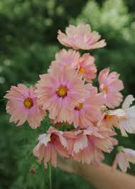 Image result for Schmuckkörbchen