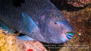 Image result for Scarus trispinosus