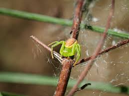 Attēlu rezultāti vaicājumam “Diaea dorsata”