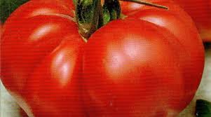 Afbeeldingsresultaat voor belarus orange tomato