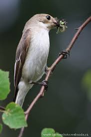 Attēlu rezultāti vaicājumam “Ficedula hypoleuca juvenile”
