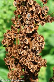 Attēlu rezultāti vaicājumam “Rheum rhabarbarum fruit”