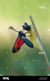 Attēlu rezultāti vaicājumam “Zygaena cocoon”