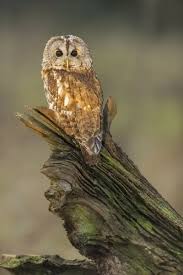 Image result for Strix aluco