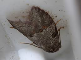 Attēlu rezultāti vaicājumam “Eana incanana”