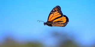 Image result for monarch butterfly
