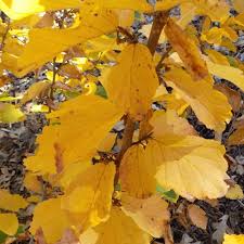 Attēlu rezultāti vaicājumam “Hamamelis vernalis leaf”