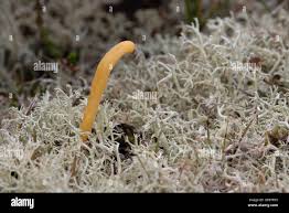 Attēlu rezultāti vaicājumam “Clavaria argillacea”