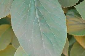 Attēlu rezultāti vaicājumam “Cnidium dubium leaf”