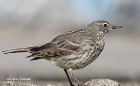 Attēlu rezultāti vaicājumam “Anthus petrosus adult”