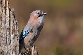 Attēlu rezultāti vaicājumam “Garrulus glandarius adult”