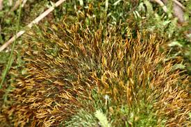 Attēlu rezultāti vaicājumam “Tetraphis pellucida”