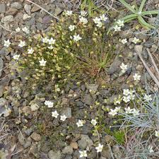 Attēlu rezultāti vaicājumam “Sagina nodosa”