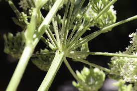 Attēlu rezultāti vaicājumam “Heracleum sphondylium subsp. sibiricum leaf”