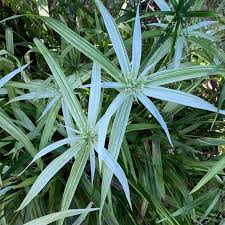 Attēlu rezultāti vaicājumam “Cychramus variegatus”