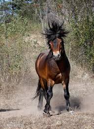 Attēlu rezultāti vaicājumam “Equus ferus caballus”