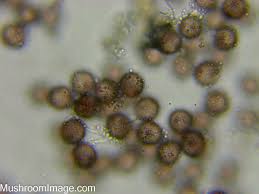 Attēlu rezultāti vaicājumam “Physarum, Nannengaella sp.”