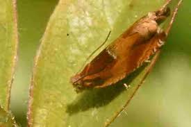 Attēlu rezultāti vaicājumam “Ancylis myrtillana”