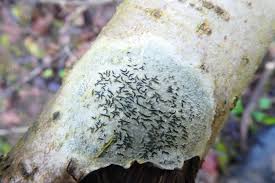 Attēlu rezultāti vaicājumam “Graphis scripta”