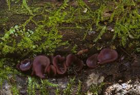 Attēlu rezultāti vaicājumam “Ascocoryne sarcoides”