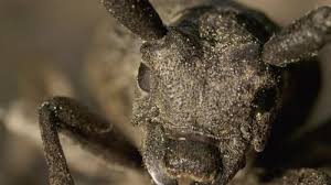 Attēlu rezultāti vaicājumam “Lamia textor”