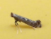 Attēlu rezultāti vaicājumam “Parornix anglicella”