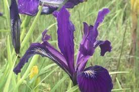 Attēlu rezultāti vaicājumam “Viola x williamsii flower”