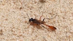 Attēlu rezultāti vaicājumam “Ichneumonidae”