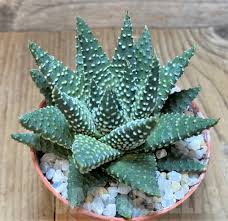 Image result for Haworthia mix