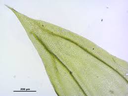 Attēlu rezultāti vaicājumam “Leucodon sciuroides”