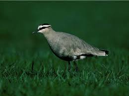 Image result for Vanellus gregarius