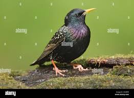Attēlu rezultāti vaicājumam “Sturnus vulgaris”