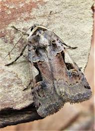 Attēlu rezultāti vaicājumam “Xestia c-nigrum”