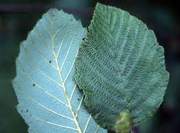 Attēlu rezultāti vaicājumam “Alnus incana leaf”