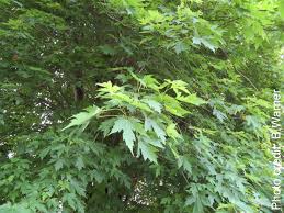 Attēlu rezultāti vaicājumam “Acer saccharinum”