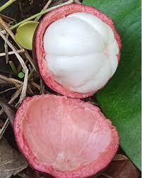 Attēlu rezultāti vaicājumam “Rosa subcanina fruit”