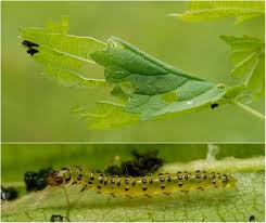 Attēlu rezultāti vaicājumam “Udea olivalis”