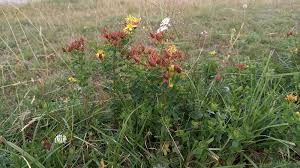 Attēlu rezultāti vaicājumam “Hypericum maculatum flower”