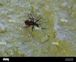 Attēlu rezultāti vaicājumam “Rhynocoris annulatus”